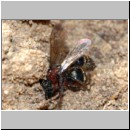 Smicromyrme rufipes - Rotbeinige Spinnenameise 04 5-9mm Paarung.jpg